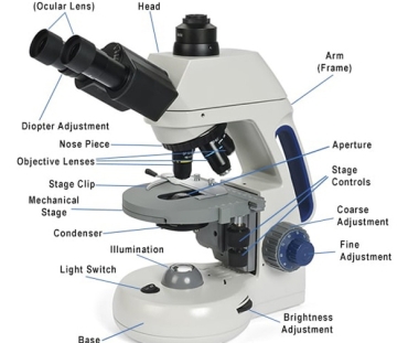 compound-microscope-labeled