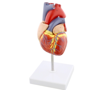 633fefae34dfec08b1184891-monmed-anatomical-heart-model-human